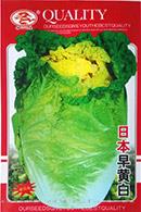 日本早黄白