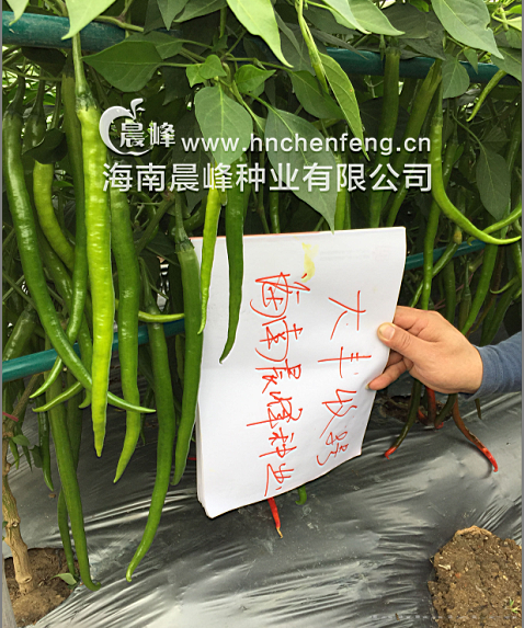 线椒种子--大丰收8号