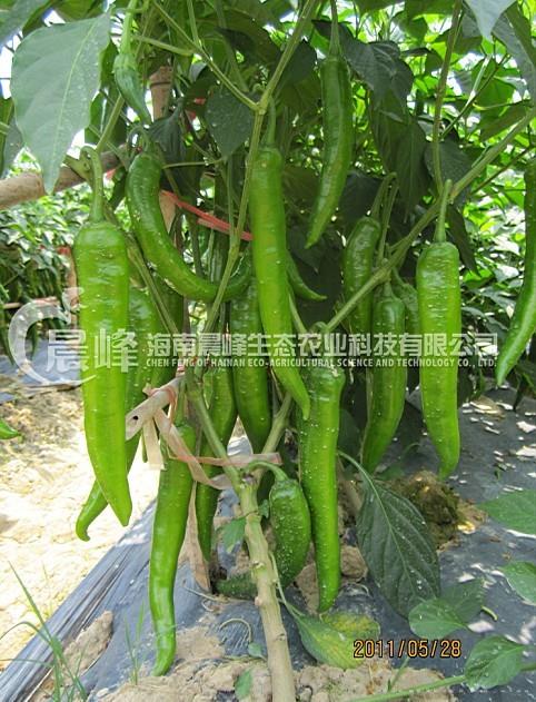 牛角椒--黄绿剑208
