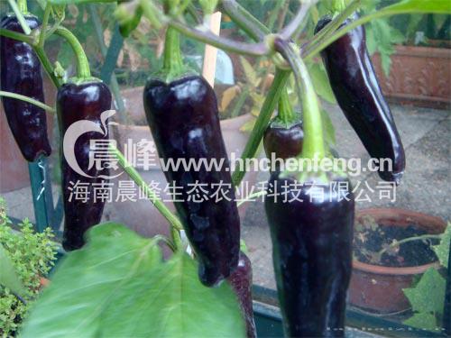 紫帅--紫色尖椒