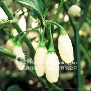 慕白—辣椒种子