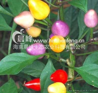 彩虹—辣椒种子