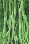 泰国架豆王——其它蔬菜