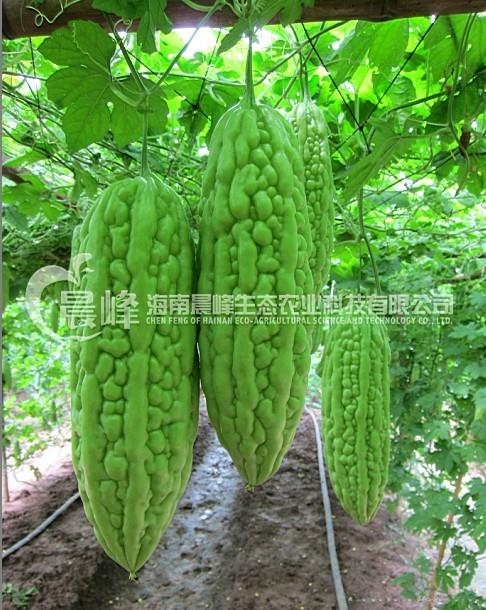 绿珠3号