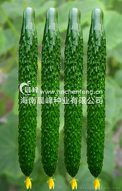 夏优9号--耐热黄瓜品种
