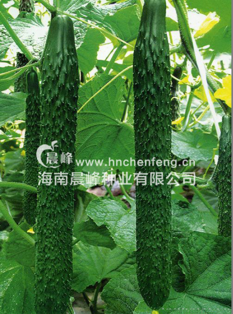 晨丰106