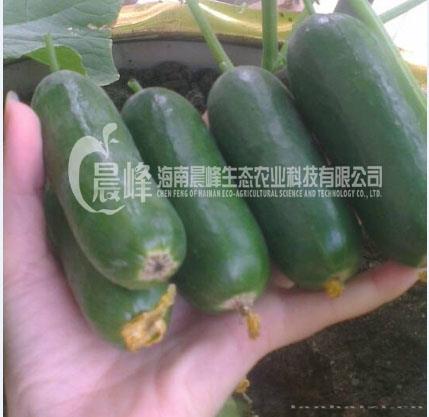 水果黄瓜—苏菲2号