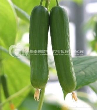 苏菲--水果黄瓜