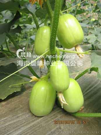 玉娃--水果黄瓜