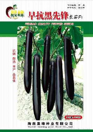 茄子种子--早抗黑先锋