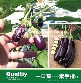 迷你小茄子---紫手指