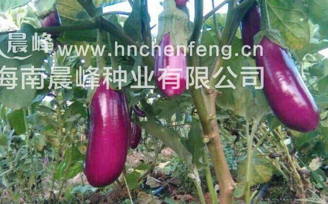 大茄子--美国粉紫