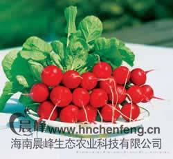 美人樱桃萝卜种子