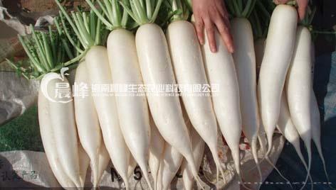 南畔洲萝卜