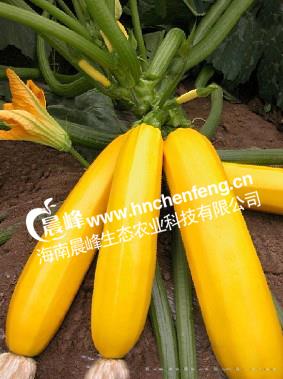 金香蕉西葫芦