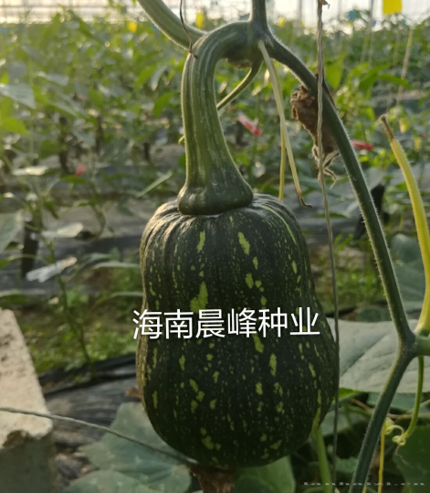 小金瓜---卡特