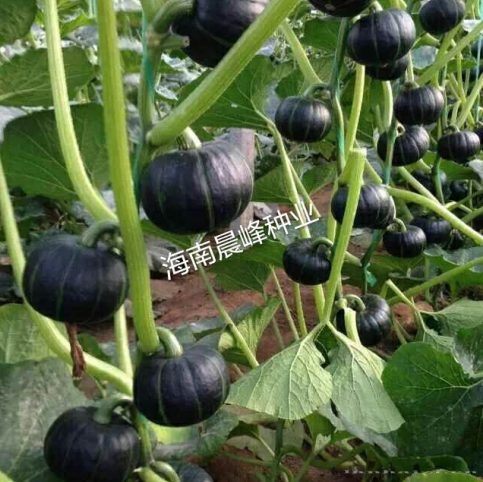 贝贝南瓜