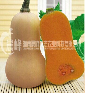 迷你蜜本南瓜