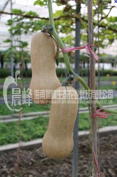 迷你奶油南瓜
