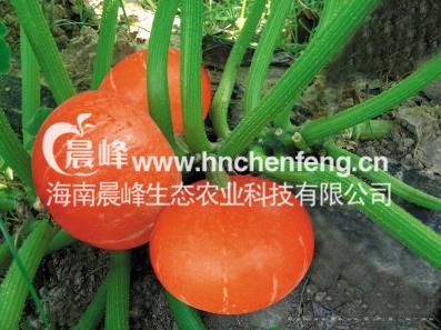 金红栗南瓜