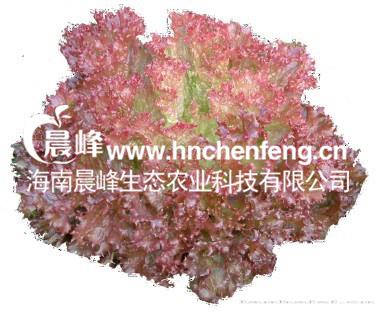 生菜-紫珊瑚一号
