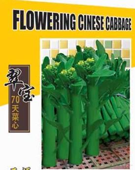 菜心种子-翠宝70天菜心
