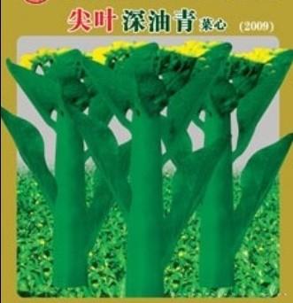 菜心种子—尖叶深油青菜心