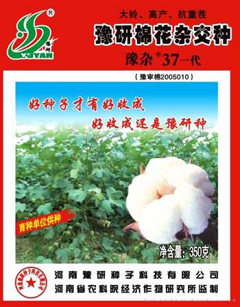 豫杂37一代