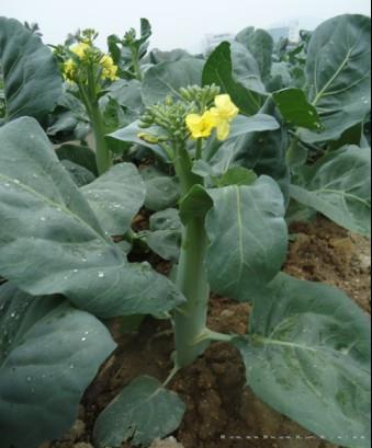 大笋黄花芥兰 黄花