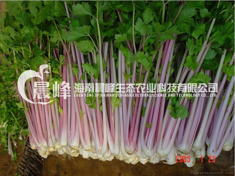 紫芹-紫色小香芹