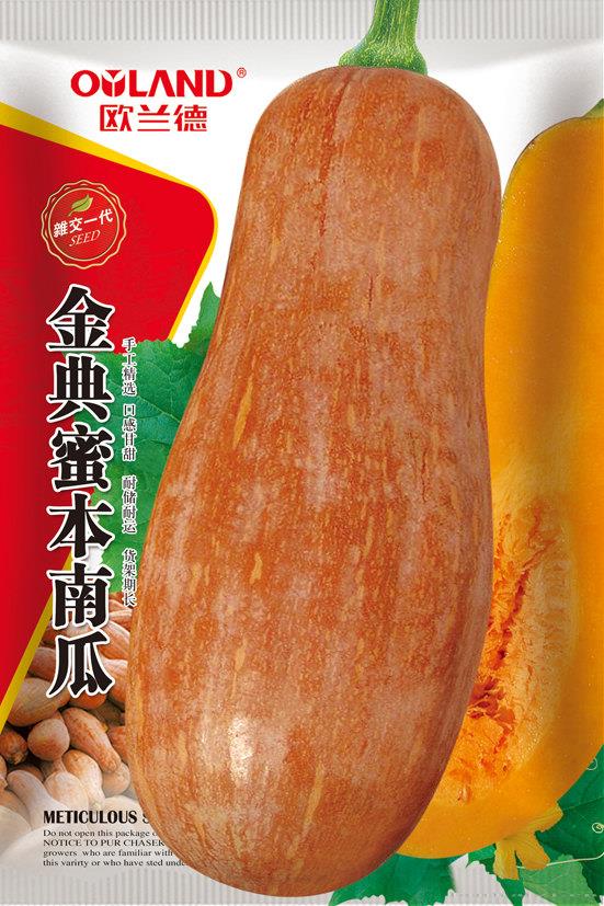 金典蜜本南瓜