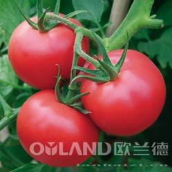 迪欧金刚