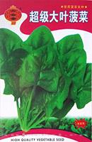 超级大叶菠菜——叶菜类