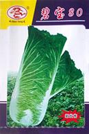 碧宝80——叶菜类