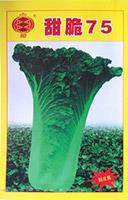 甜脆75——叶菜类