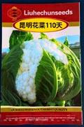 昆明花菜110天