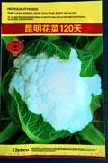 昆明花菜120天