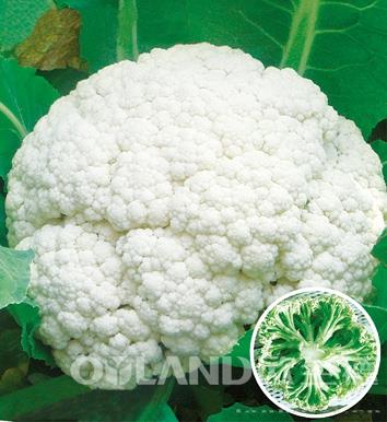 德花90