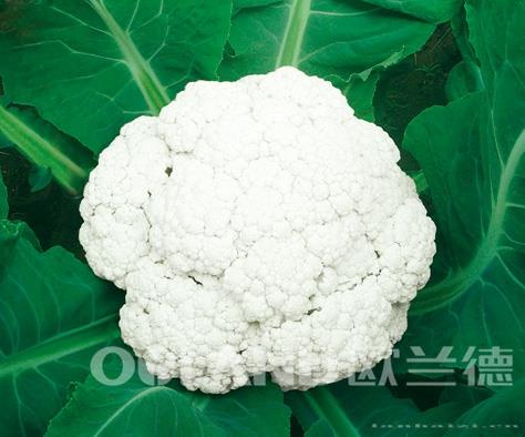 德花65