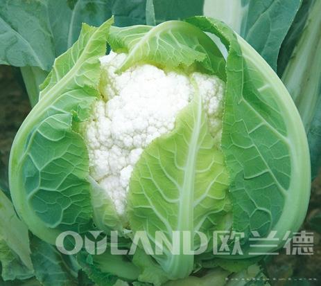 德玉70 