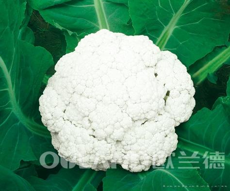 南台湾松花70    