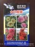 供应太空蜀葵花卉种子
