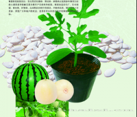 皇钻一号