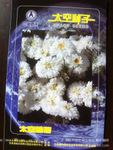 天水神舟绿鹏公司太空育种 雏菊种子