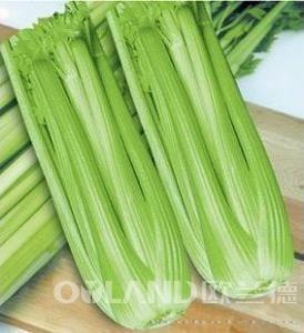 皇家马赛 