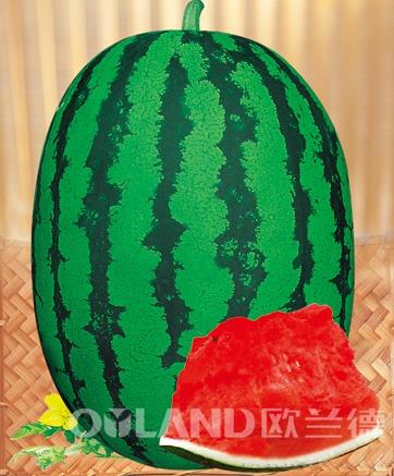 华之龙