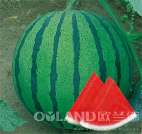 国之欣