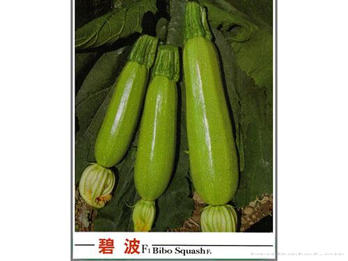 碧波西葫芦