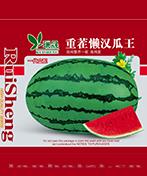 重茬懒汉瓜王