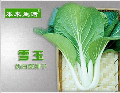雪玉-青梗菜种子